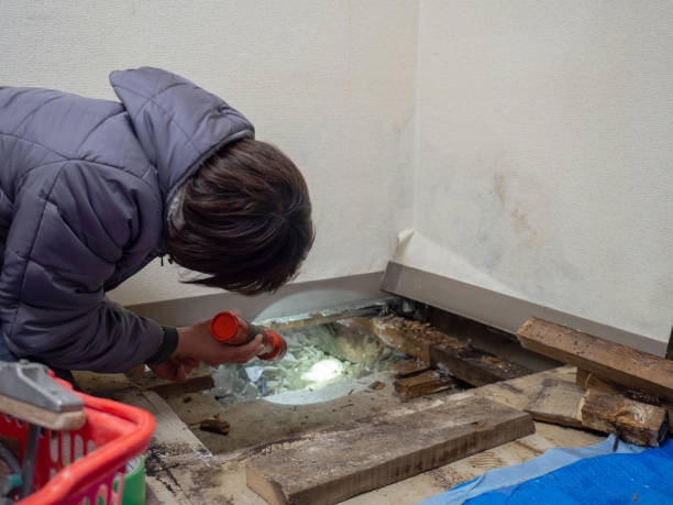  Harrisburg, OR Mold Removal Pros