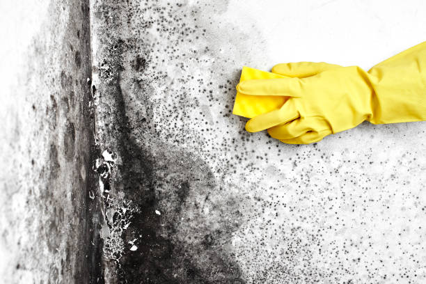 Harrisburg, OR Mold Removal Company