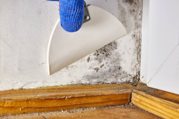Best Post-Construction Mold Inspection  in Harrisburg, OR